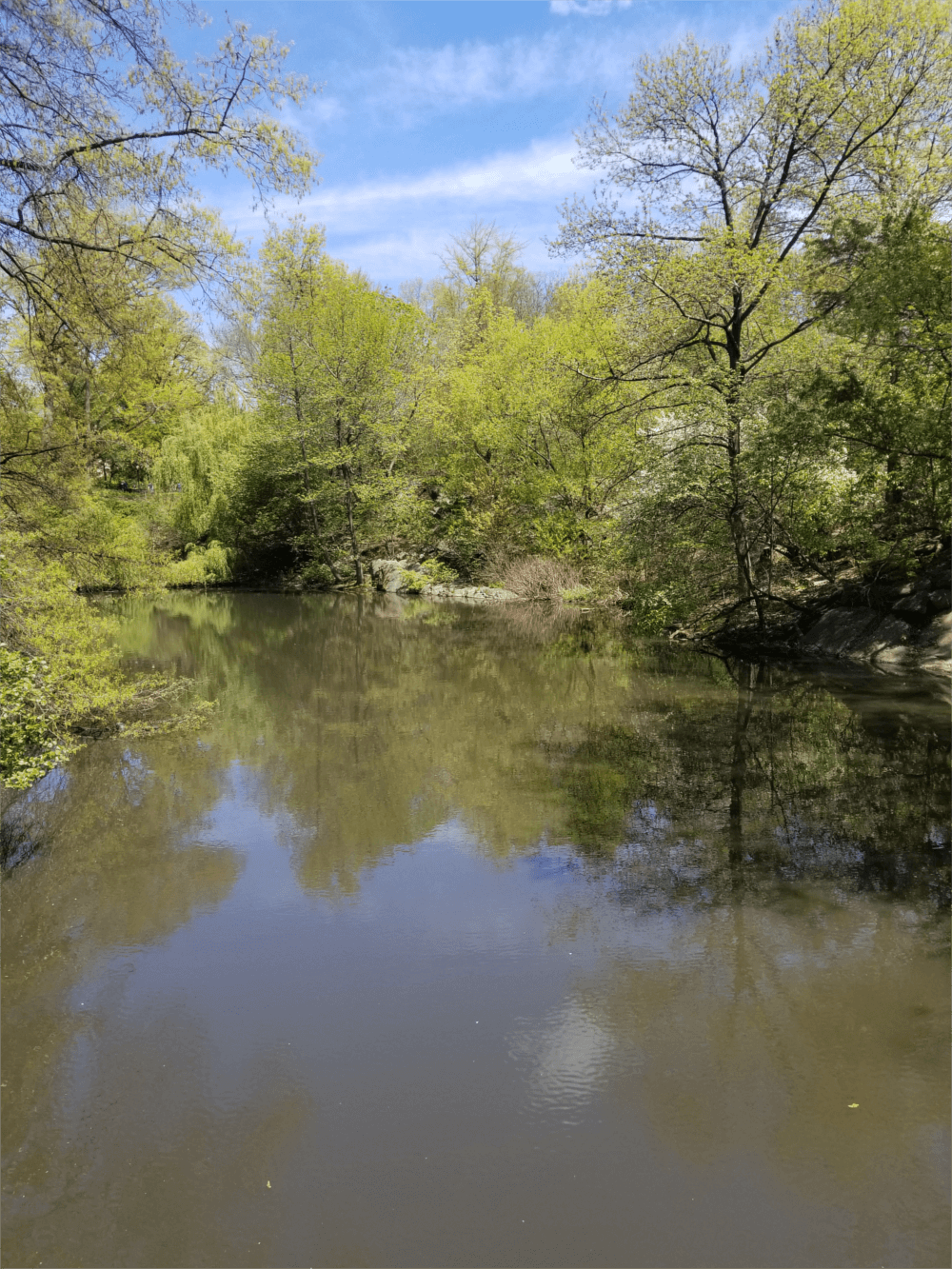 lake and tress in the park
